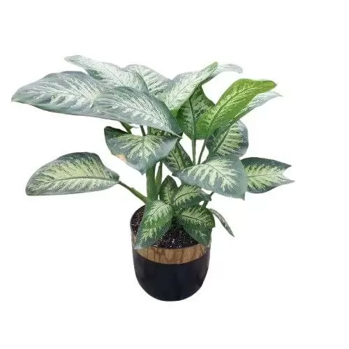 دیفن باخیا (جعبه)