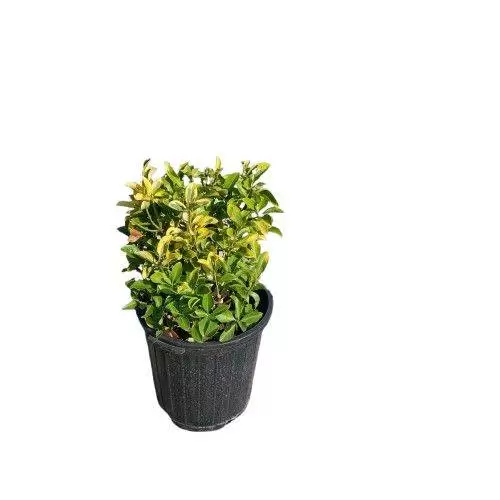 شمشاد طلایی