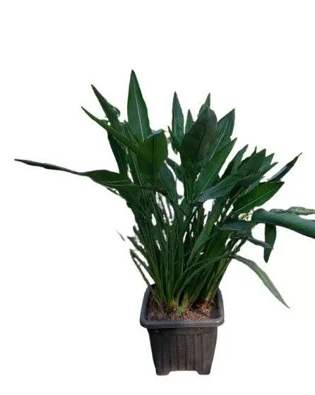 گیاه پرنده بهشتی