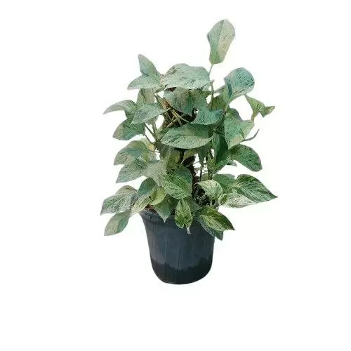 پتوس مرمری قیم دار