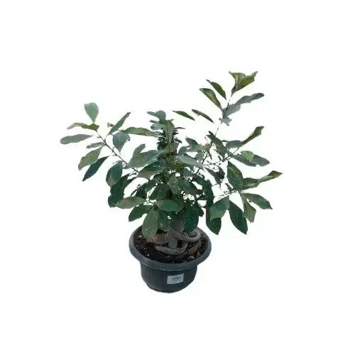 گیاه بنسای جنسینگ