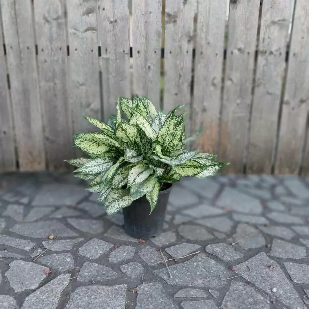 گیاه آگلونما