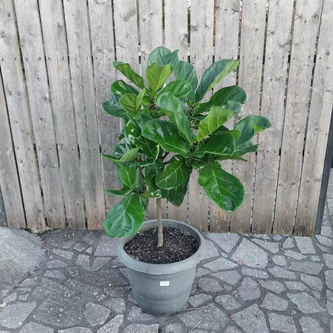 گیاه لیراتا تک