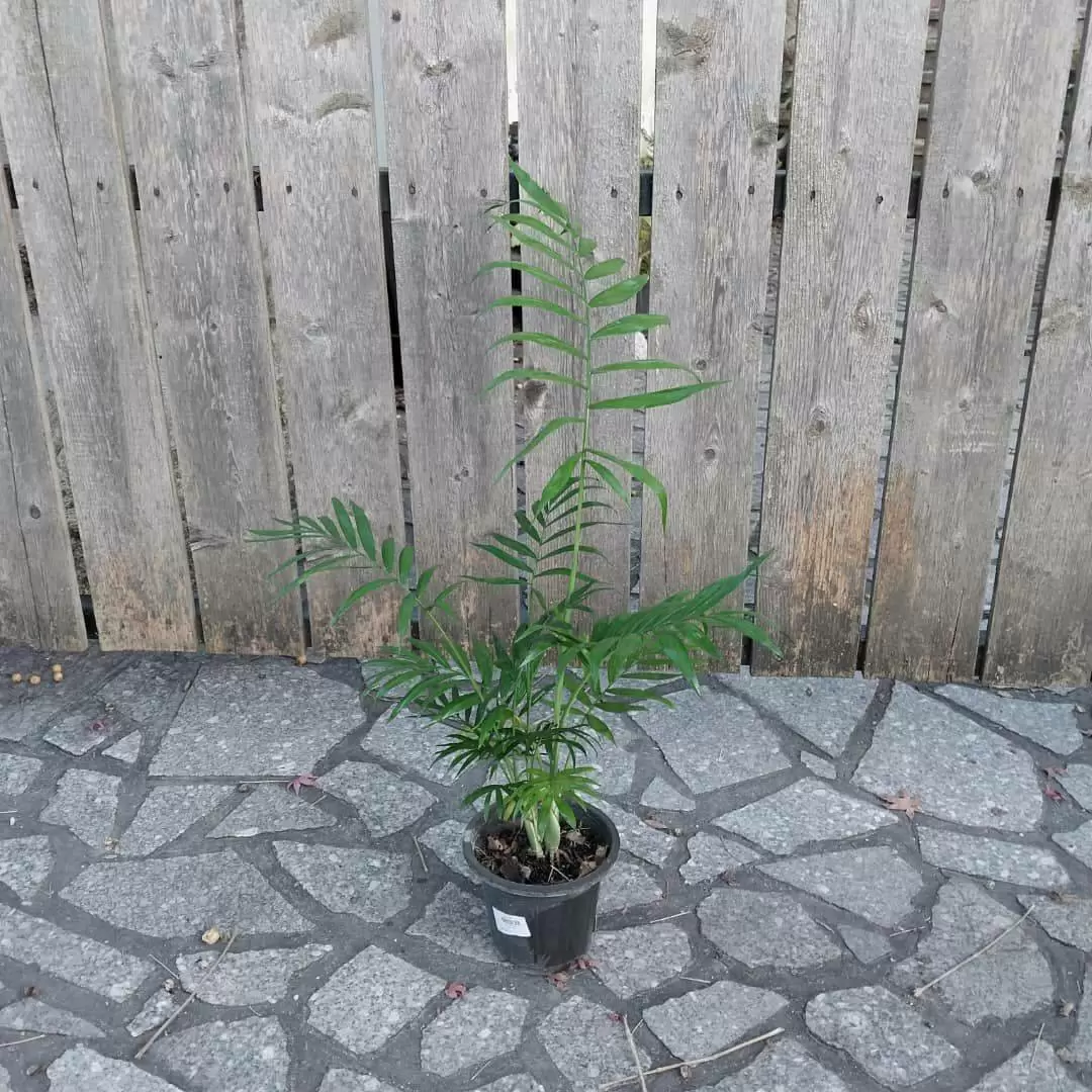 گیاه شامادورا