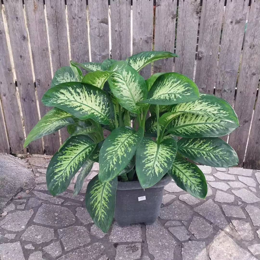 دیفن باخیا (جعبه)